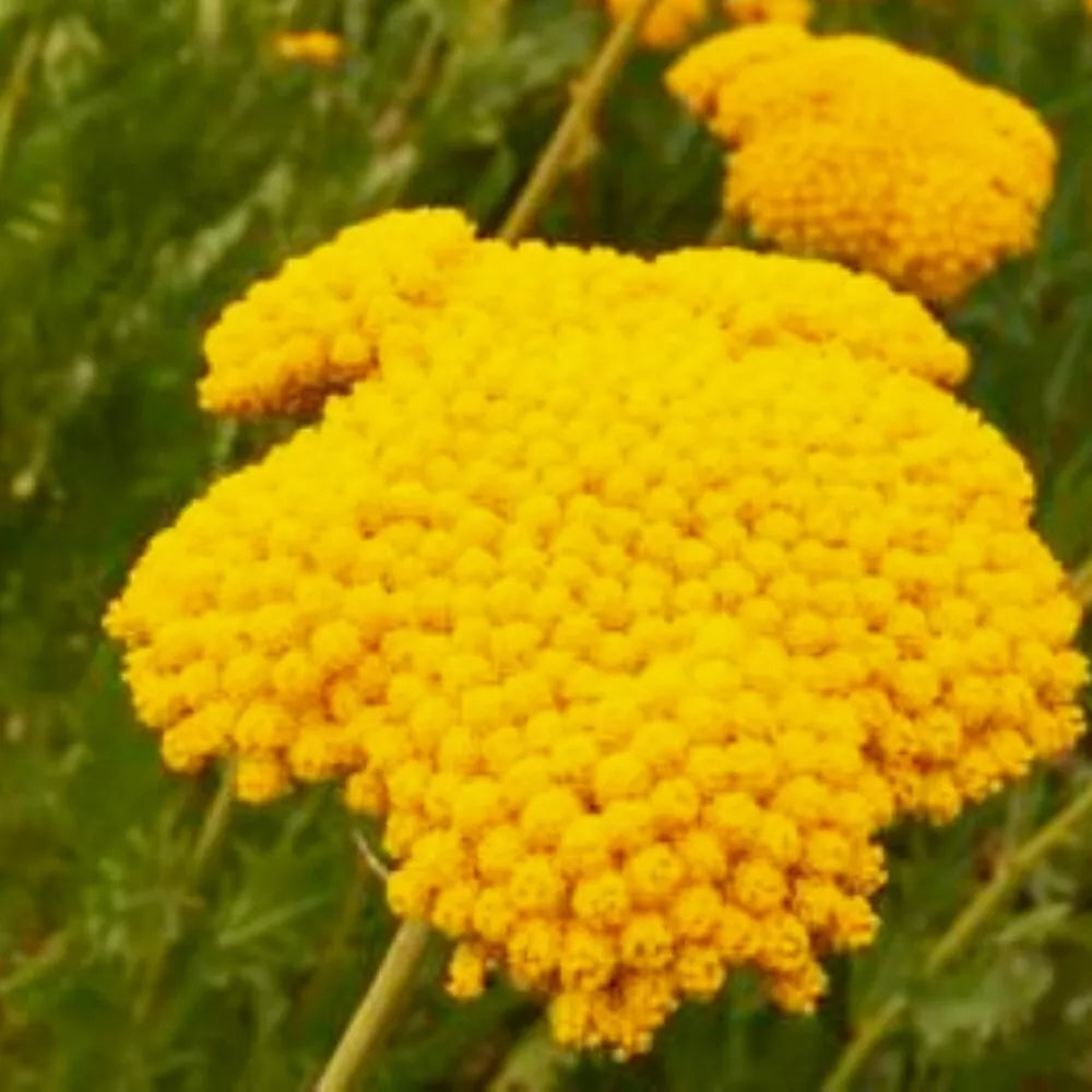 Golden Yarrow Seeds | Heirloom NON-GMO | Fresh Garden Seeds | Achillea millefolium