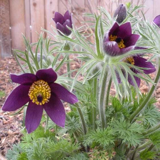 Pulsatilla Seeds 500 Count - Red Bells Violet, Pulsatilla vulgaris, Hardy Perennial, Cat Eye Flowers, Garden Plant Seeds