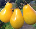 Yellow Pear Tomato Seeds 200 Non-GMO Seeds - Heirloom Variety (Solanum lycopersicum) - Buy 4 for Free Shipping!