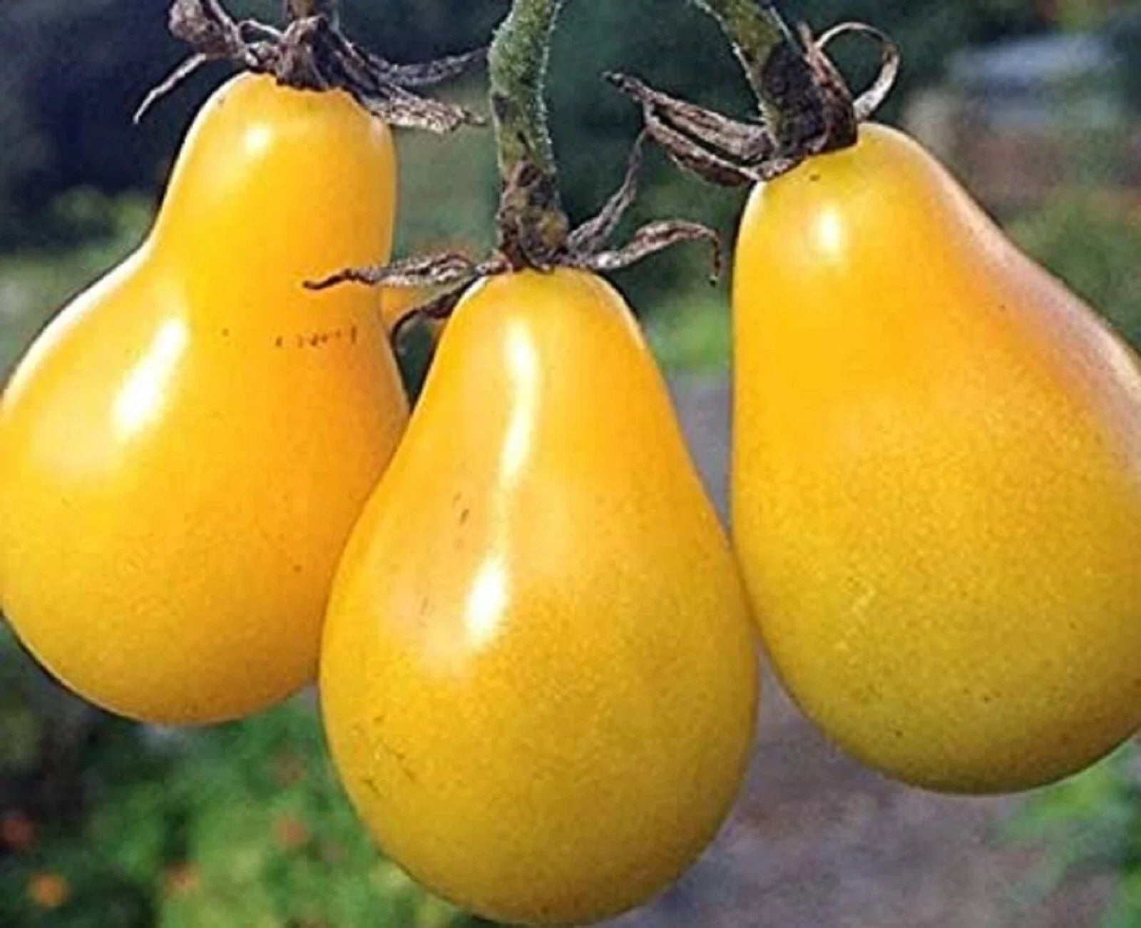 Yellow Pear Tomato Seeds 200 Non-GMO Seeds - Heirloom Variety (Solanum lycopersicum) - Buy 4 for Free Shipping!