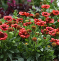 Spintop Red Flower Plant - Vibrant Red Blooms - Perfect for Gardens - (Scientific Name: Not Available)