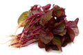 Red Spinach Seeds for Planting - 500+ Seeds - Heirloom Variety - Amaranthus cruentus - Grows Well in Iowa, USA