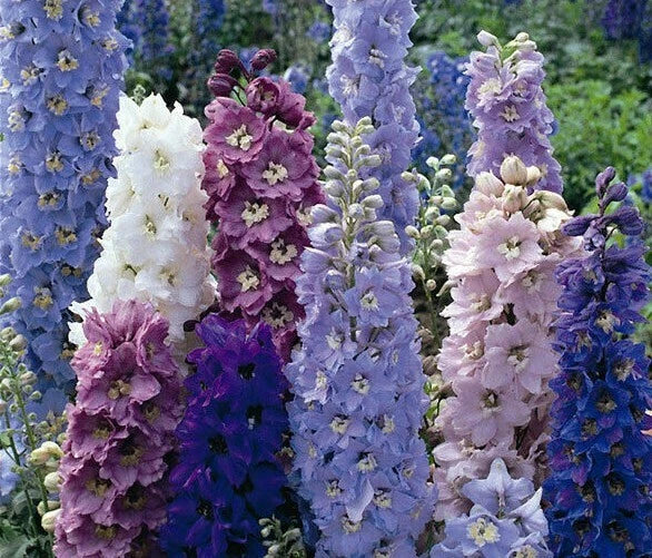 Delphinium Seeds - 25 Perennial Seeds - Magic Fountain Mix - Colorful Garden Flowers - Delphinium elatum