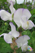 Romeo Sweet Pea Seeds - 50+ Pack for Garden Planting - Lathyrus odoratus - USA Grown, Non-GMO, Free Shipping