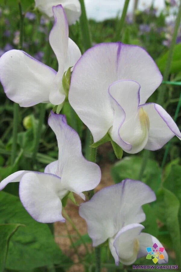 Romeo Sweet Pea Seeds - 50+ Pack for Garden Planting - Lathyrus odoratus - USA Grown, Non-GMO, Free Shipping