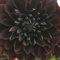 Perennial Dahlia Flower Seeds - 20PCS - Rare Colorful Variety - Dahlia spp.