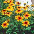 Gloriosa Daisy Seeds - 1000+ Count - Rudbeckia Hirta - Attracts Butterflies - USA Ship