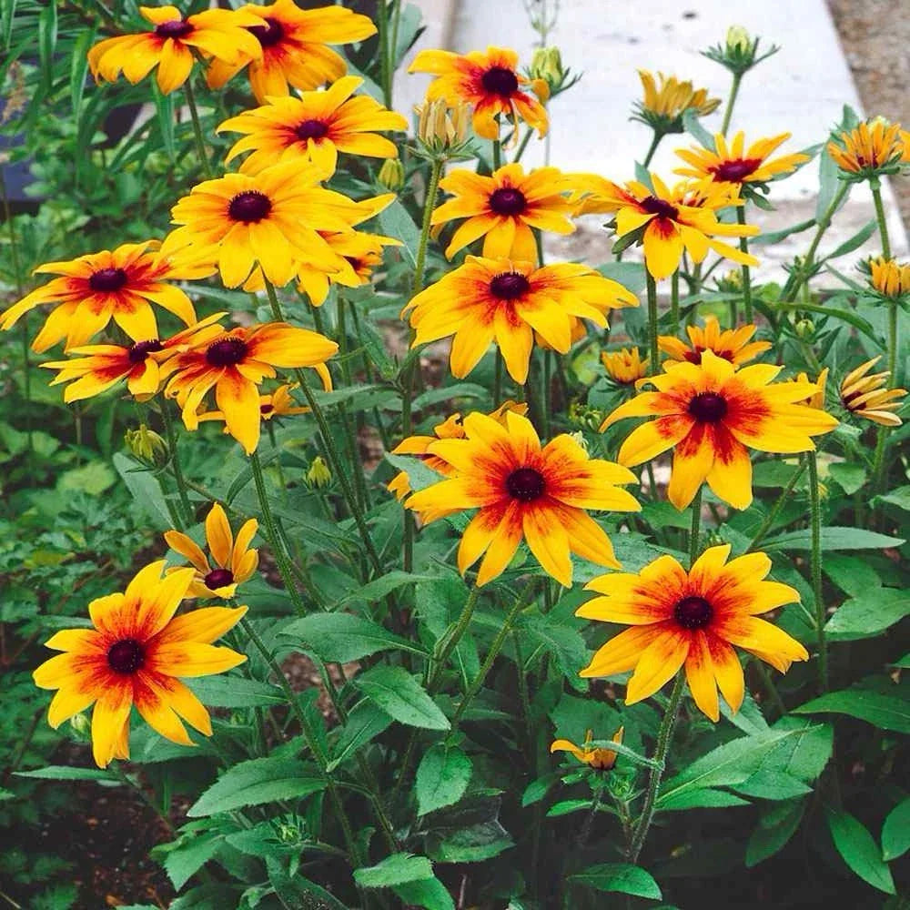 Gloriosa Daisy Seeds - 1000+ Count - Rudbeckia Hirta - Attracts Butterflies - USA Ship
