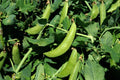 Sugar Snap Pea Seeds - 100 Count Packet - Crisp & Tender Variety - Pisum sativum