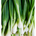 Tokyo Long Bunching Onion Seeds - 200+ Non-GMO Seeds - Allium fistulosum - Free Shipping