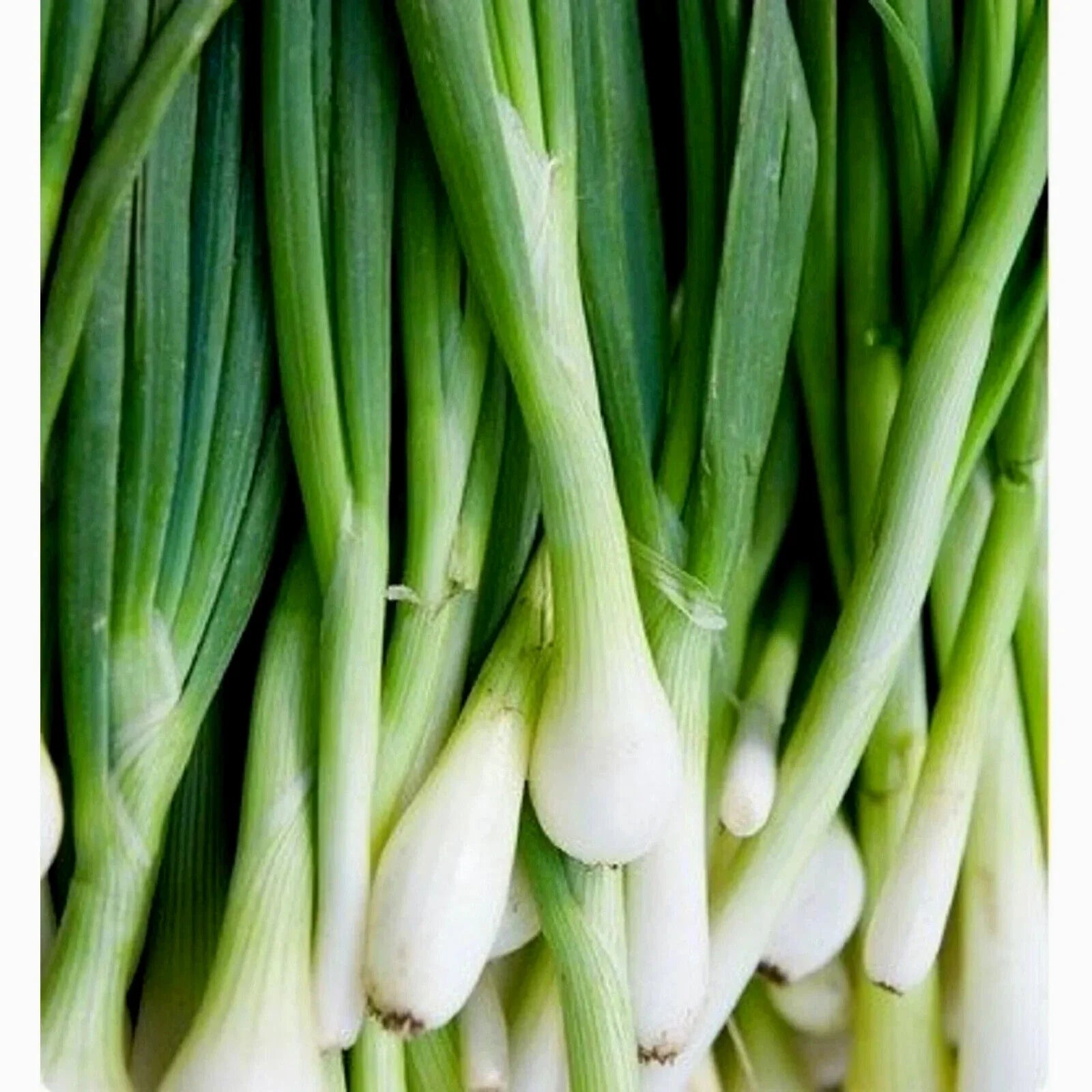 Tokyo Long Bunching Onion Seeds - 200+ Non-GMO Seeds - Allium fistulosum - Free Shipping