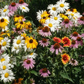 Perennial Wildflower Mix, 1 Ounce, 15 Species, Easy Grow, Native Wildflowers for Pollinators