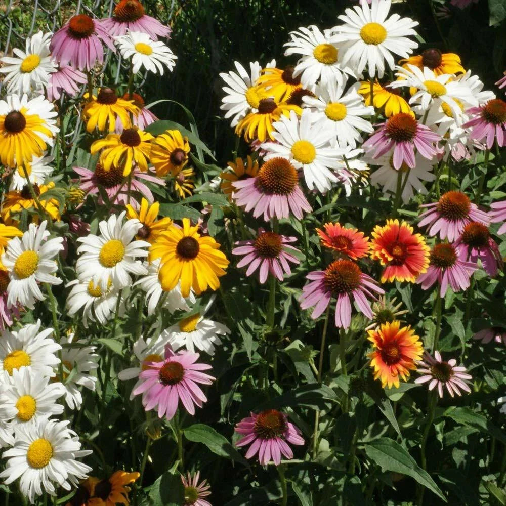 Perennial Wildflower Mix, 1 Ounce, 15 Species, Easy Grow, Native Wildflowers for Pollinators