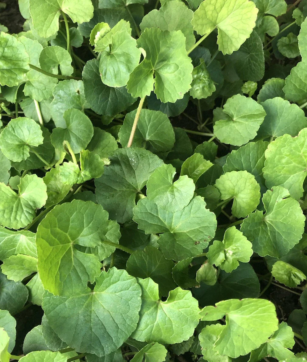 Pennywort Live Plant 10pcs Gotu Kola Bare Root Hydrocotyle asiatica Ready to Plant