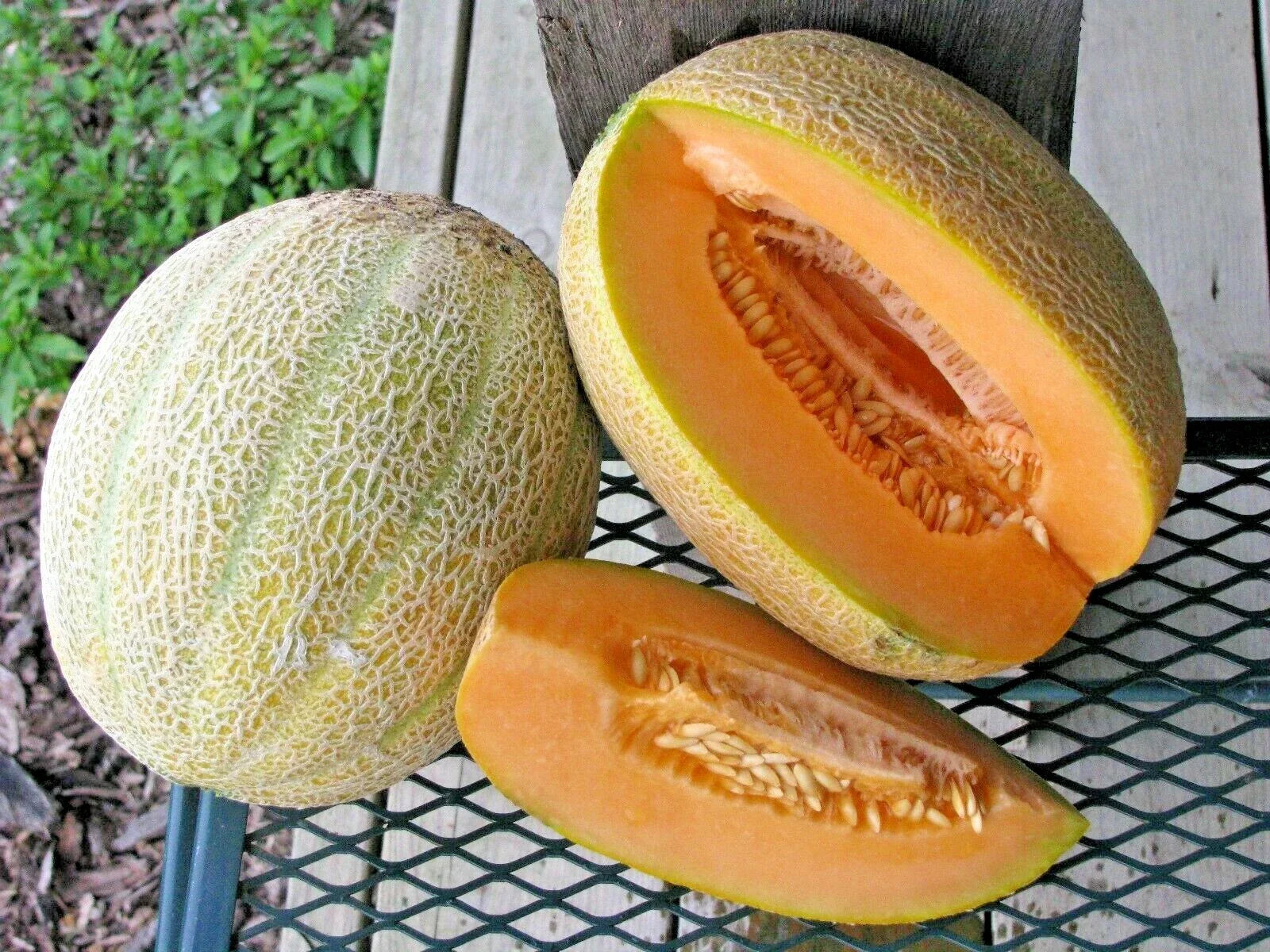 Jumbo Cantaloupe Seeds - Heirloom Melon Fruit for Summer Garden - 41+ HALES Variety - Cucumis melo