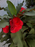 Red Crown of Thorns Cutting - Euphorbia milii - No Roots - Esqueje de Corona de Cristo Rojo
