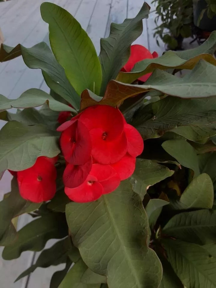 Red Crown of Thorns Cutting - Euphorbia milii - No Roots - Esqueje de Corona de Cristo Rojo
