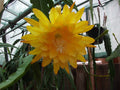 Epiphyllum Orchid Cactus Cutting - Yellow Tang - Fragrant Flower - Succulent Plant for Indoor Gardening
