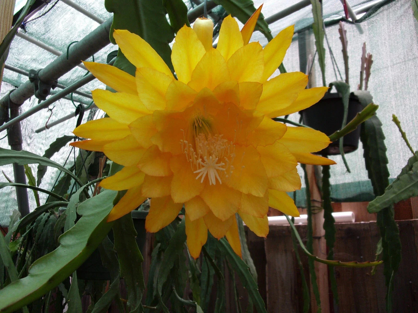 Epiphyllum Orchid Cactus Cutting - Yellow Tang - Fragrant Flower - Succulent Plant for Indoor Gardening