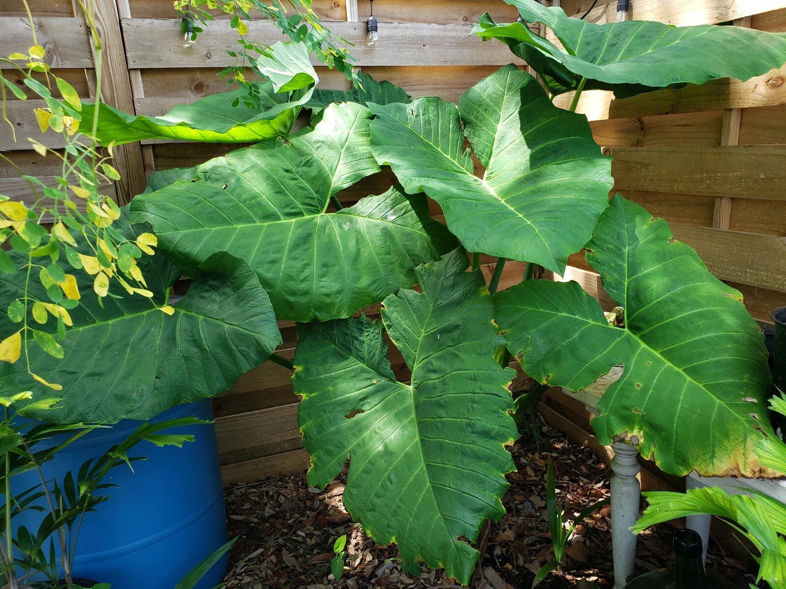 Giant Alocasia Plant 6" Taro Gigantea Elephant Ear Live Plant Borneo