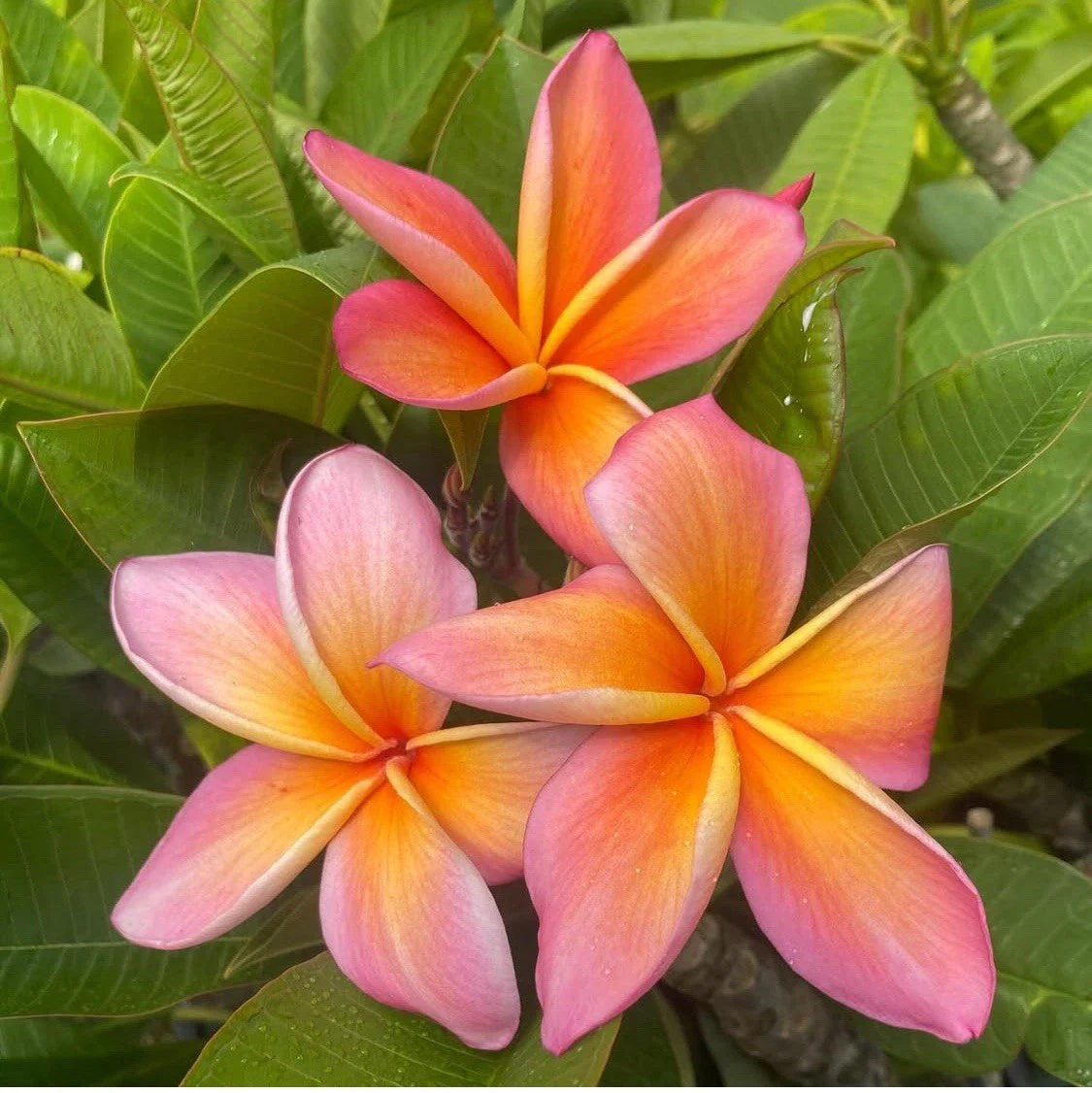 Rooted Plumeria Cutting 14" Gladys KT Brandt - Tropical Flowering Plant (Plumeria spp.)