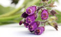 True Comfrey Seeds for Planting, Non-GMO Heirloom, Symphytum officinale, Organic Garden Seeds