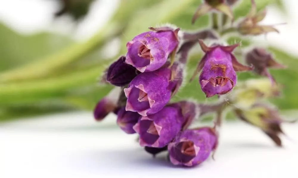 True Comfrey Seeds for Planting, Non-GMO Heirloom, Symphytum officinale, Organic Garden Seeds