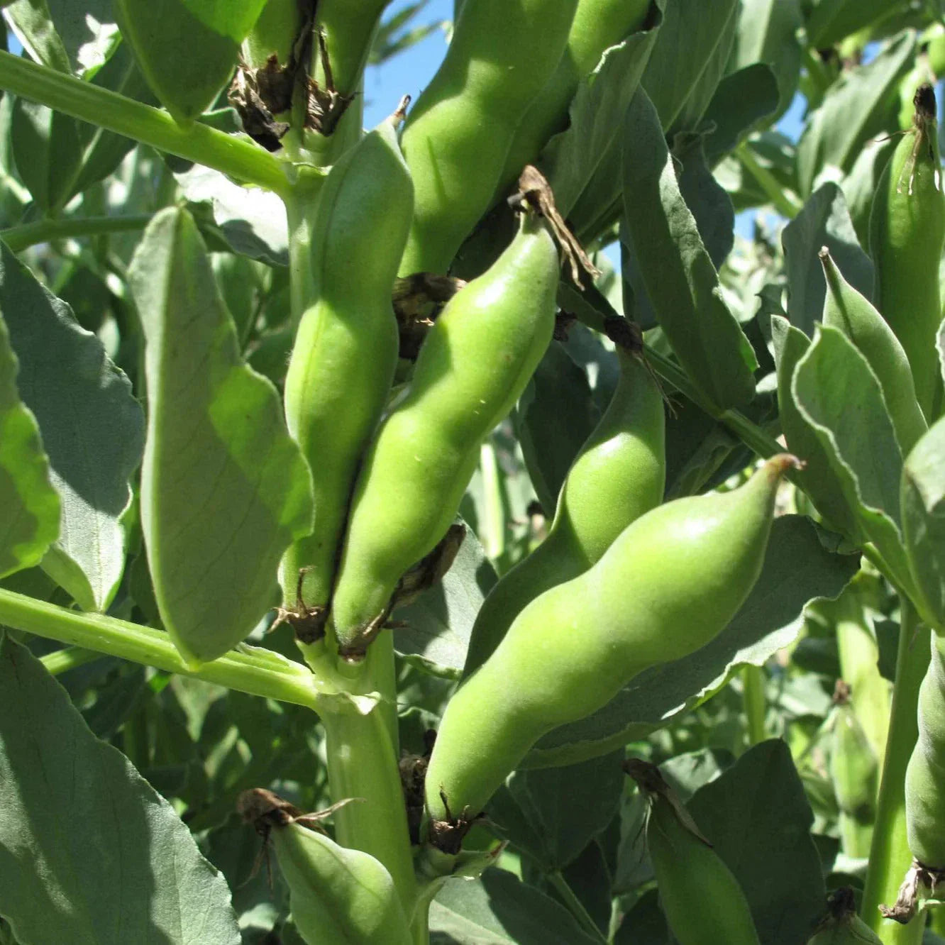 Broad Windsor Fava Bean Seeds - Cold Tolerant Summer Faba - Organic, Heirloom (Vicia faba) for 2025 Planting
