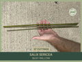 Silky Willow Cuttings | 12" Fresh Cuttings | Salix sericea | Native Willow Plant Cuttings for Gardening