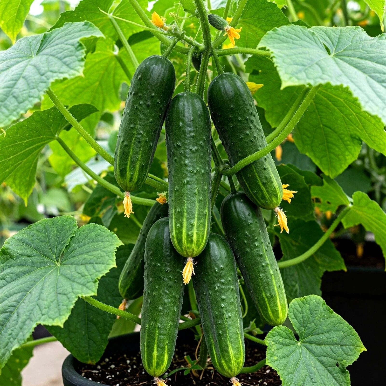 Cucumber Seeds 150 Count Straight Eight Heirloom Vegetable Seeds for Spring Garden - Cucumis sativus