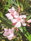 Pink Oleander Seeds - Nerium Oleander - Exotic Plant Tree - 60 Seeds for Garden and Landscape Use