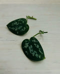 Satin Pothos Cuttings | Rooted Live Plant Nodes | Scindapsus pictus