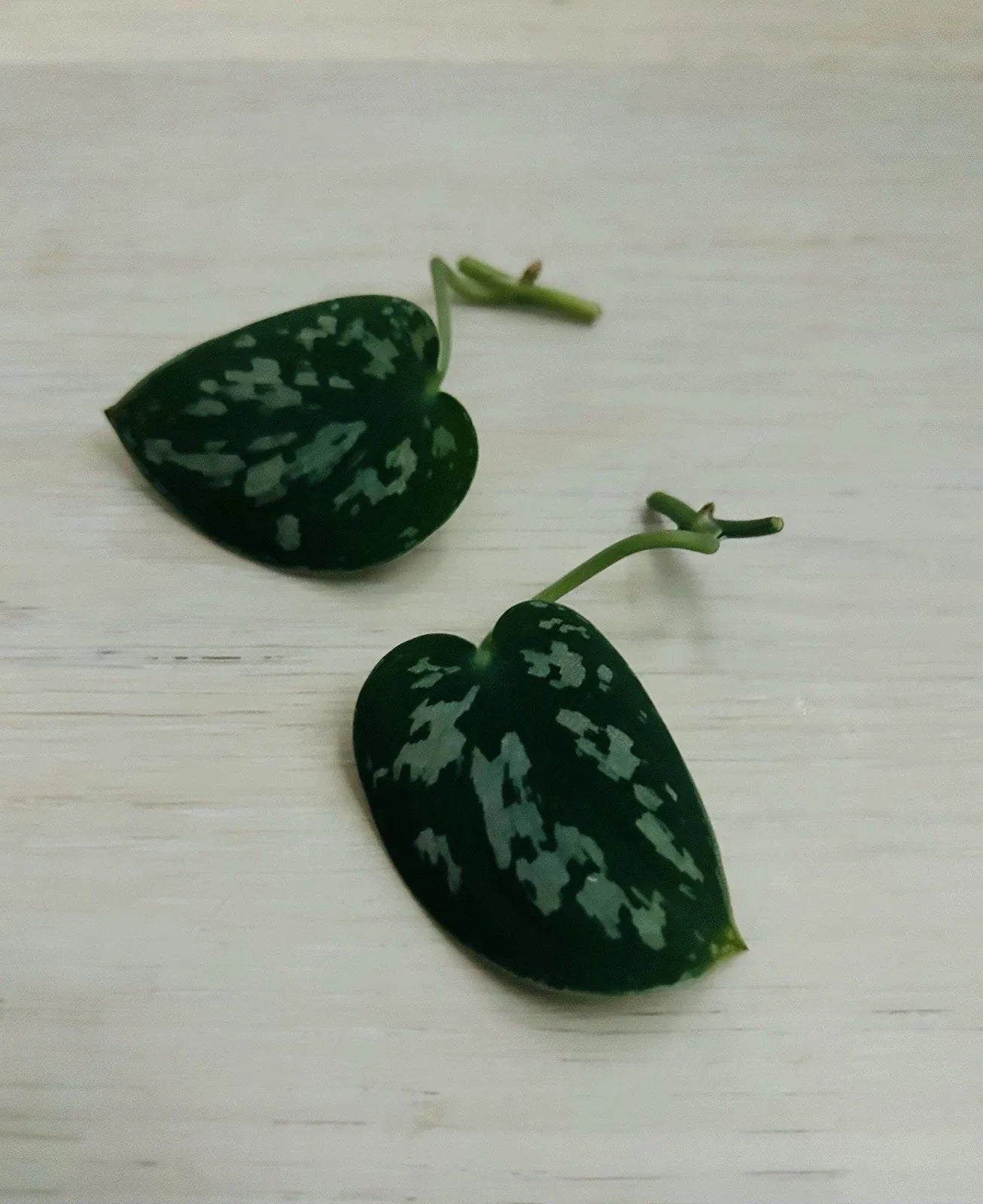 Satin Pothos Cuttings | Rooted Live Plant Nodes | Scindapsus pictus
