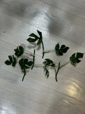 Mini Monstera Cuttings - 2 Leaves with 2 Nodes - Rhaphidophora Tetrasperma - Indoor Plant Propagation