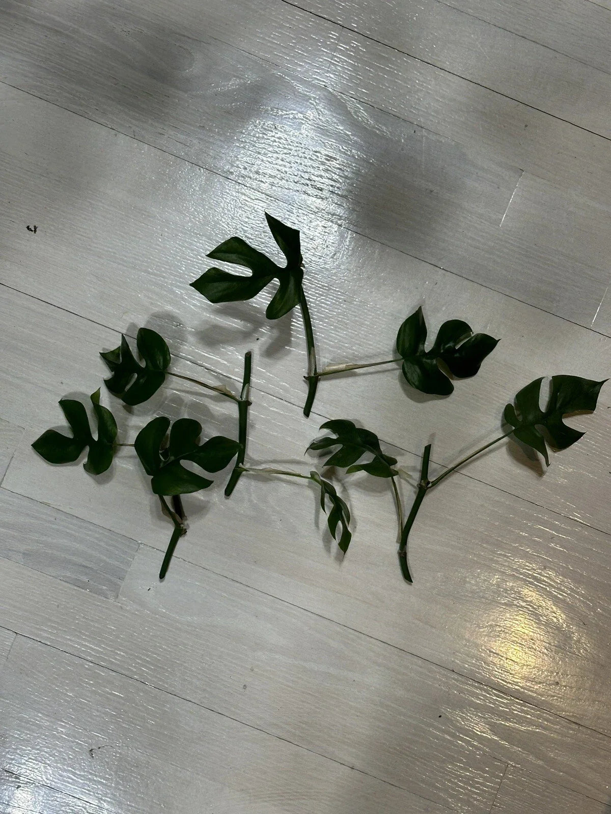 Mini Monstera Cuttings - 2 Leaves with 2 Nodes - Rhaphidophora Tetrasperma - Indoor Plant Propagation