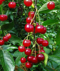 Montmorency Sour Cherry Tree Seeds - 10 Non-GMO Tart Fruit Seeds - Prunus cerasus
