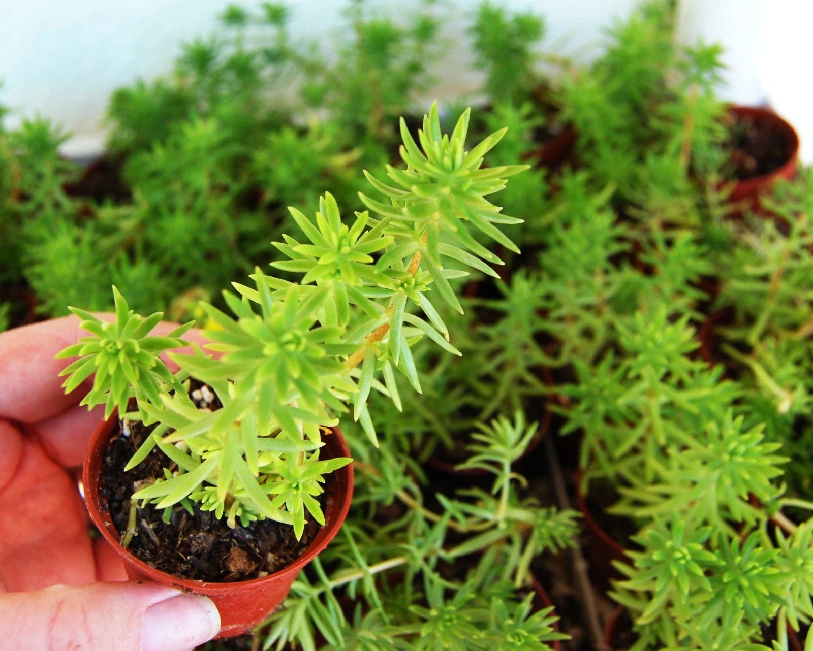 Sedum Rupestre Angelina - Drought Tolerant Trailing Ground Cover - Stone Crop - Yellow Foliage