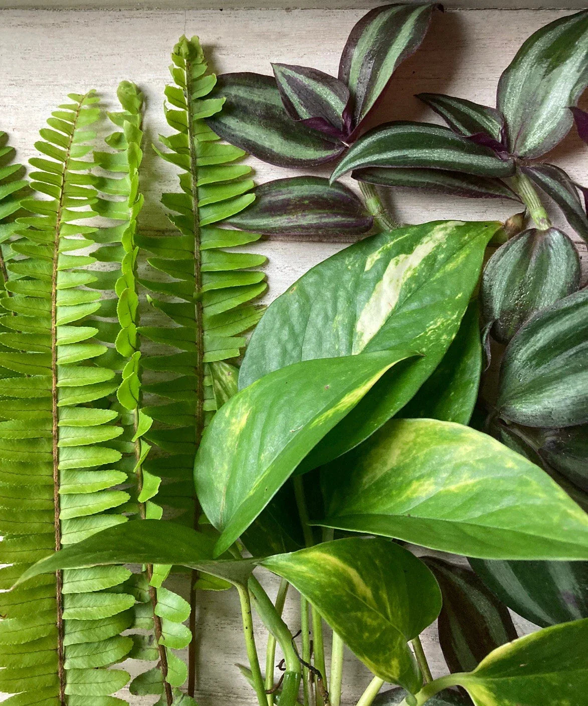 Live Plant Cuttings - 15-Pack - Pothos, Ferns, Wandering Jew - Epipremnum aureum, Nephrolepis exaltata, Tradescantia zebrina