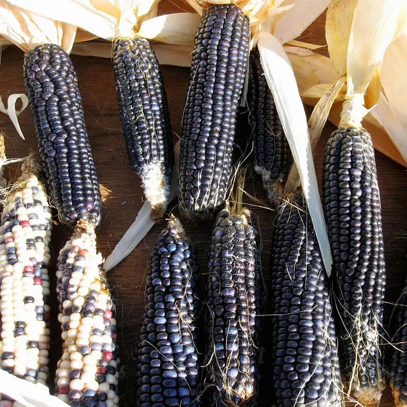 Hopi Blue Corn Seeds - 30 Heirloom Non-GMO Seeds - Zea mays (USA Seller)
