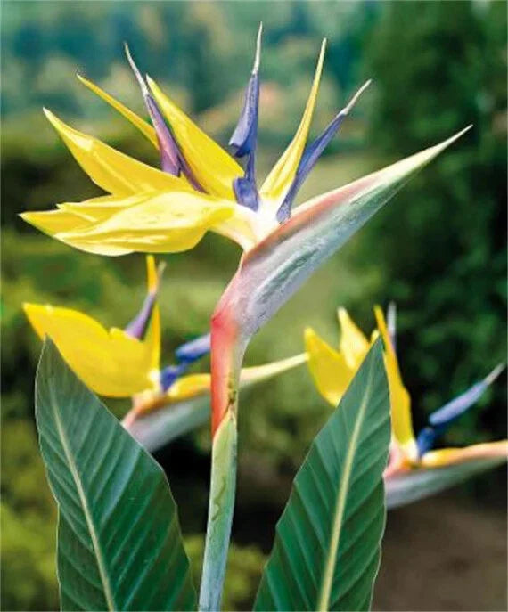Yellow Bird of Paradise Plant - 10-12" Rooted Strelitzia Reginae - Mandala's Gold Variety
