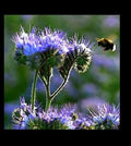 Purple Tansy Seeds - 2000 Count Bulk - Fiddleneck Lacy Phacelia - Nectar Rich Wildflower for Pollinators