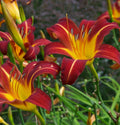 Daylily Plant - 1 Mature Fan Starter - Autumn Red - Hemerocallis 'Autumn Red' - Bareroot