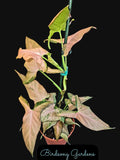Syngonium Plant 4" Pot Pink Variegation Syngonium podophyllum "Mickey" Rooted Houseplant for Indoor Decor