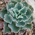 Live Echeveria Blue Curls Succulent Plant in 4 Inch Planter - Fully Rooted, Fresh Echeveria spp.