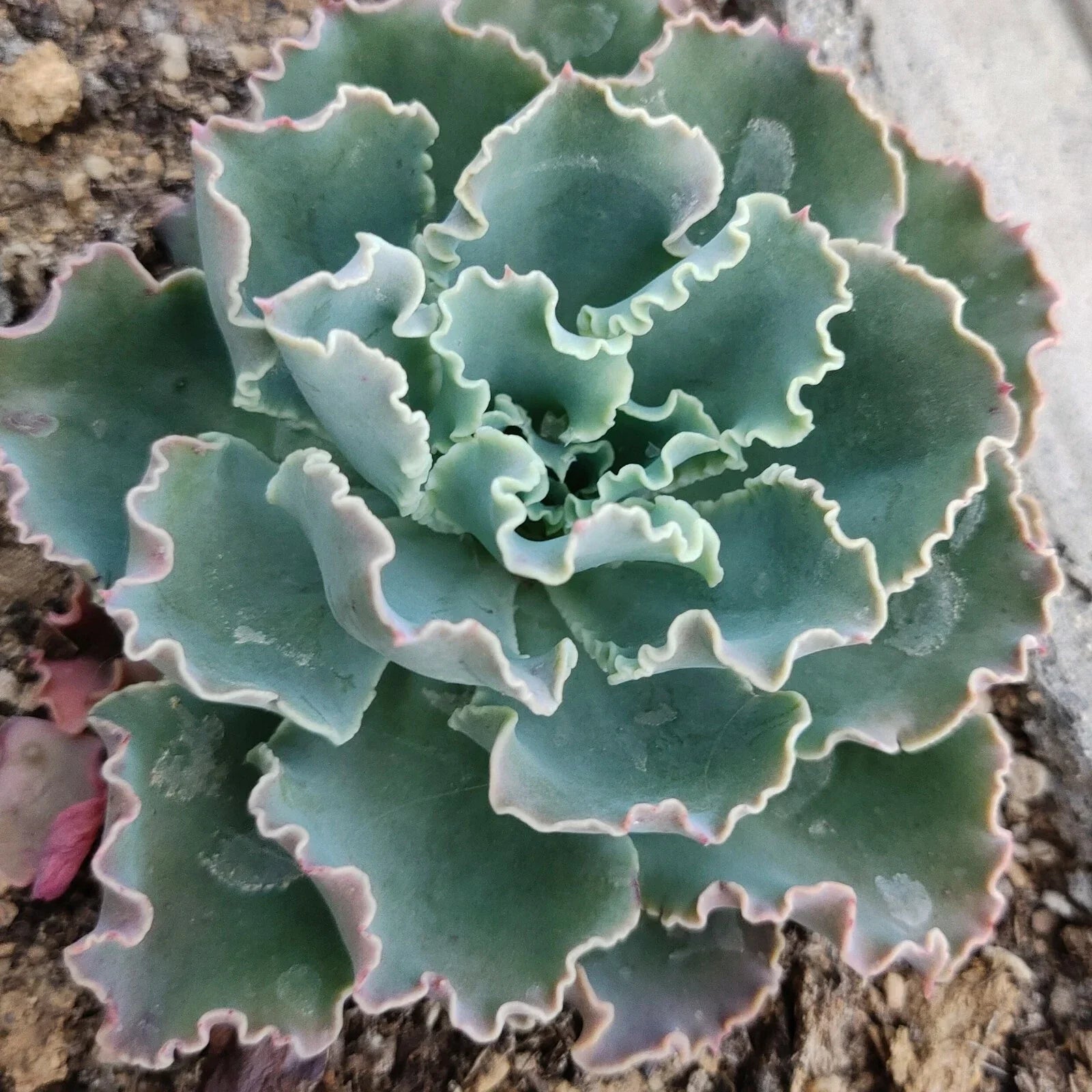 Live Echeveria Blue Curls Succulent Plant in 4 Inch Planter - Fully Rooted, Fresh Echeveria spp.