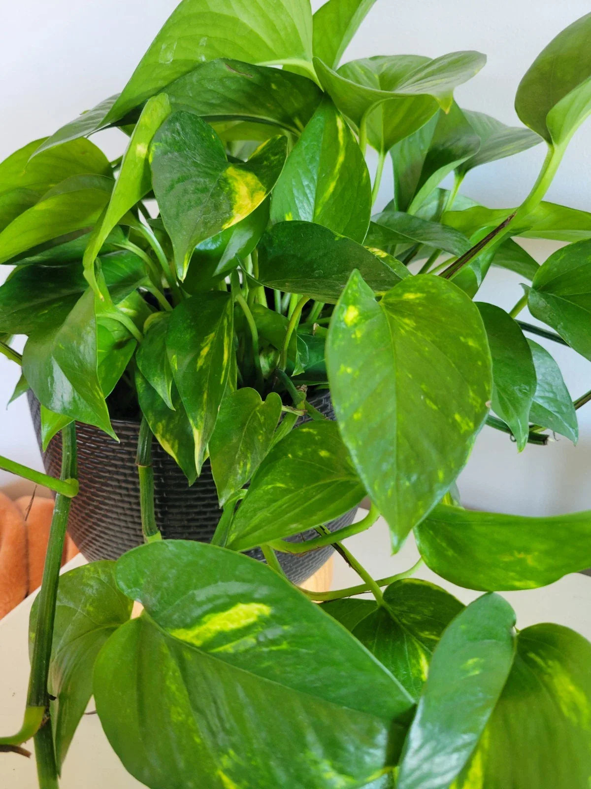 Pothos Cuttings - 3 Fresh Unrooted Hawaiian Cuttings - Epipremnum aureum