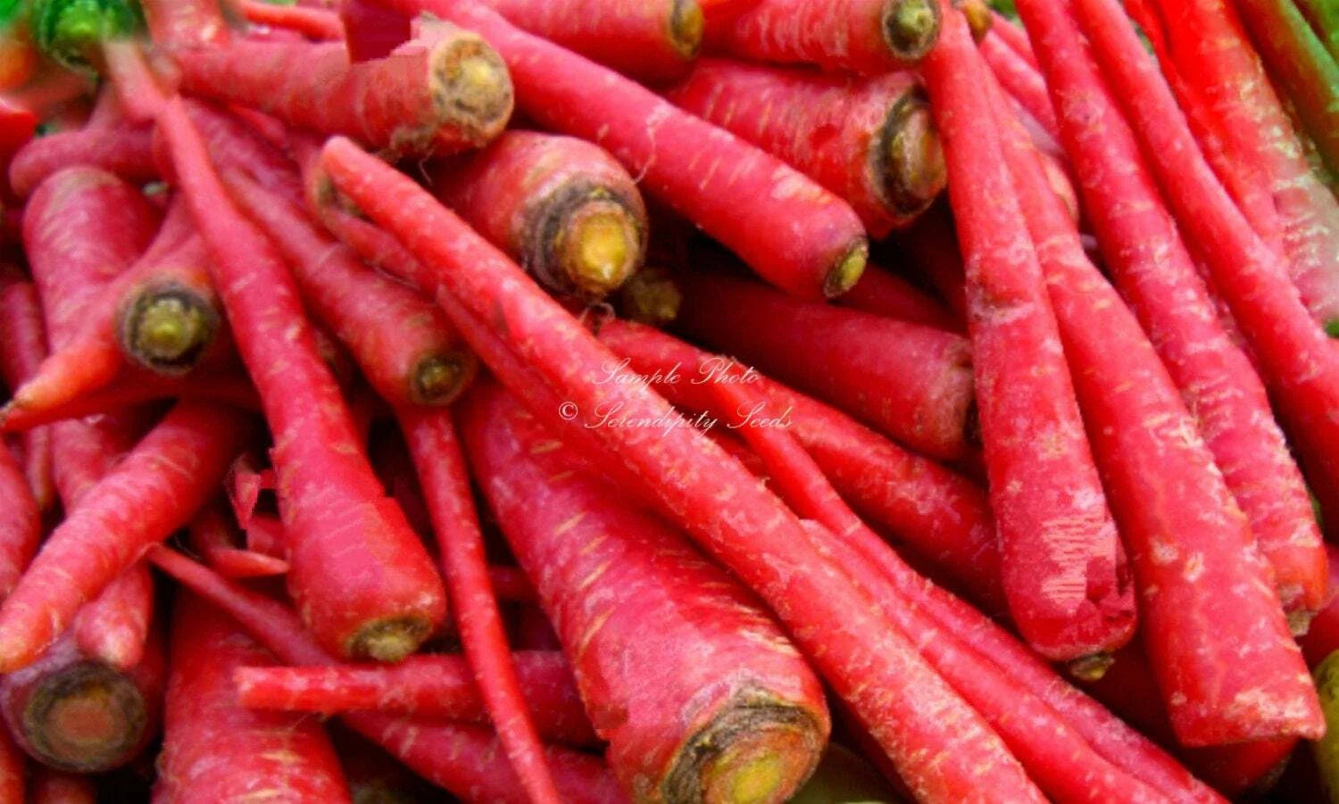 Organic Atomic Red Carrot Seeds - Heirloom Vegetable Seeds for Container Gardening - 200+ Seeds