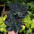 Black Fancy Begonia Seeds – 25+ Count for Garden Planting – Begonia rex