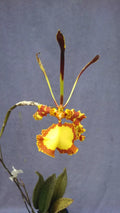 Psychopsis Orchid in 2.5" Pot, Mendenhall 'Hildos' FCC/AOS, Unusual Flowering Plant, Rooted Orchid Plant
