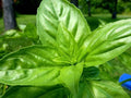 LEMON BASIL SEEDS 1500+ Organic Heirloom Non-GMO Herb Ocimum Basilicum